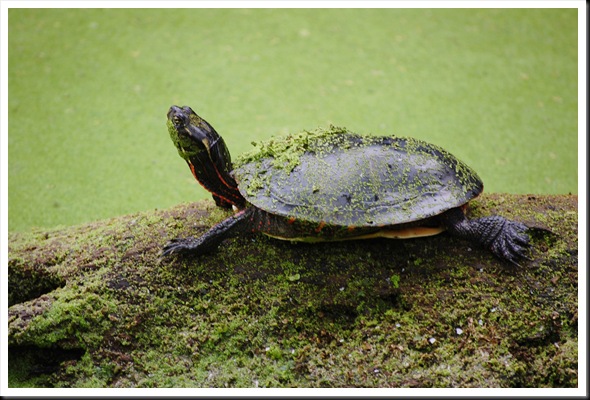 turtle