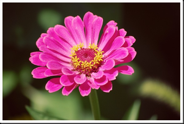 hot pink