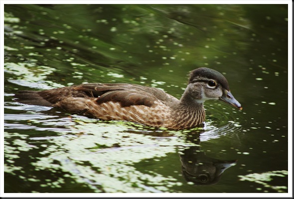 Wood Duck Juv