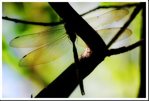 Dragonfly Silhouette