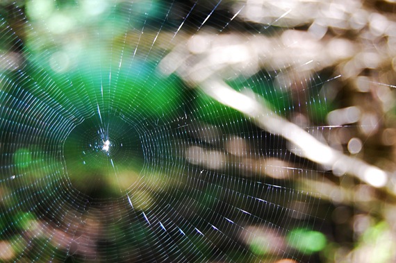 [Spiderweb Orb Light[2].jpg]