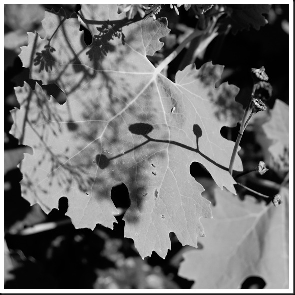 BW Shadow flower