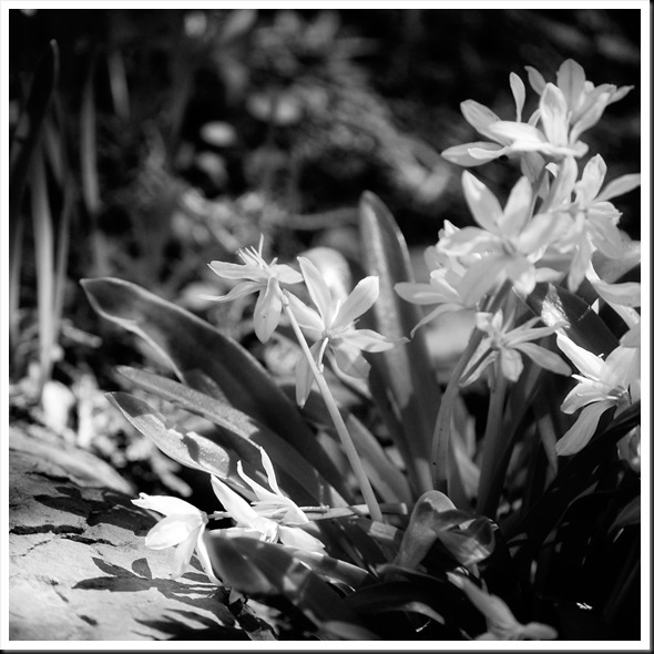 BW shadowwhite spring flowers