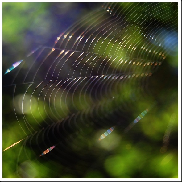 Web Square 1