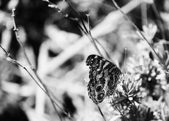 [BW Butterfly Painted Lady 2[2].jpg]