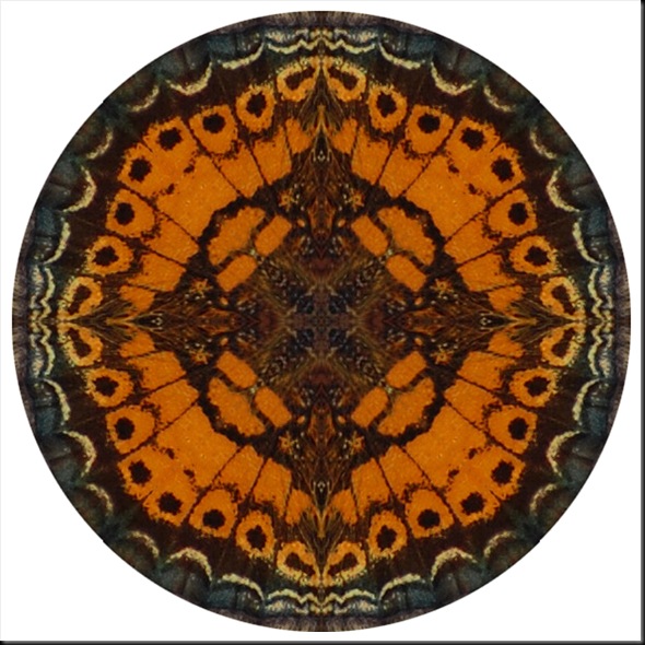 CRESCENT WING MANDALA