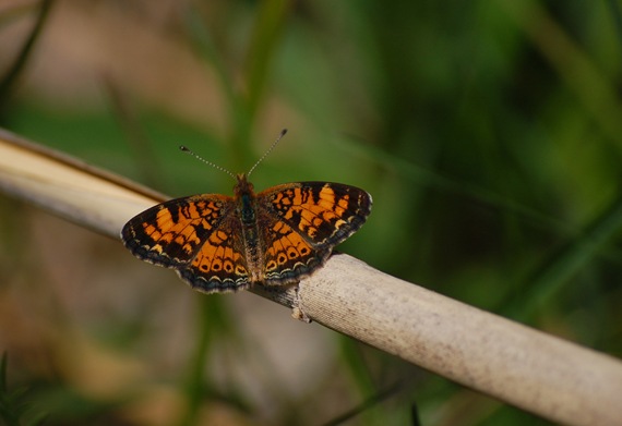 [orange butterfly[2].jpg]