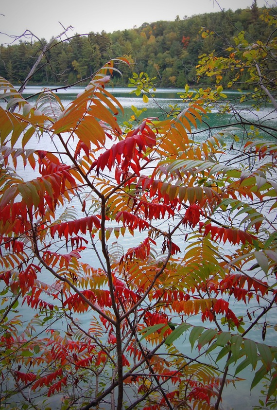 [Sumac (1)[2].jpg]