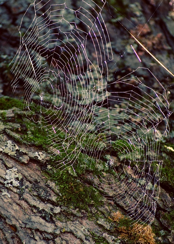 [Double spiderweb[2].jpg]