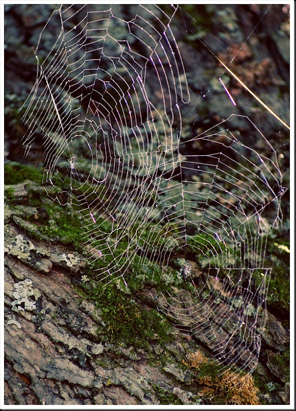 Double spiderweb