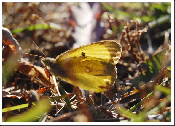November Butterfly