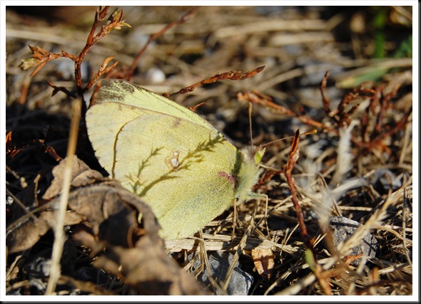 November Butterfly 2