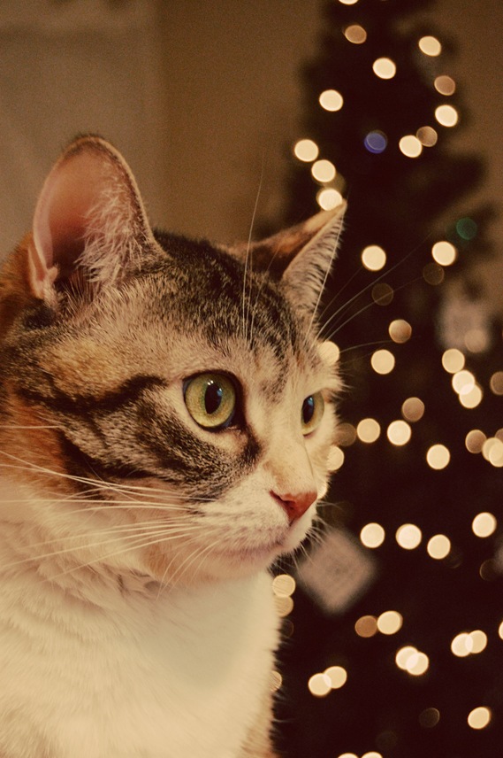 [paige xmas lights2[2].jpg]
