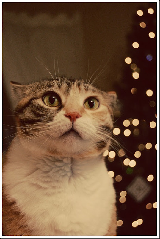 paige xmas lights