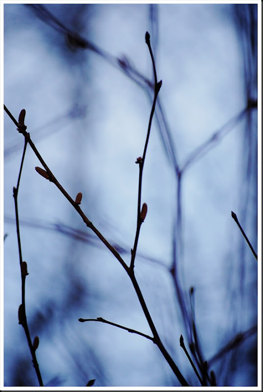 Branch silhouette 2