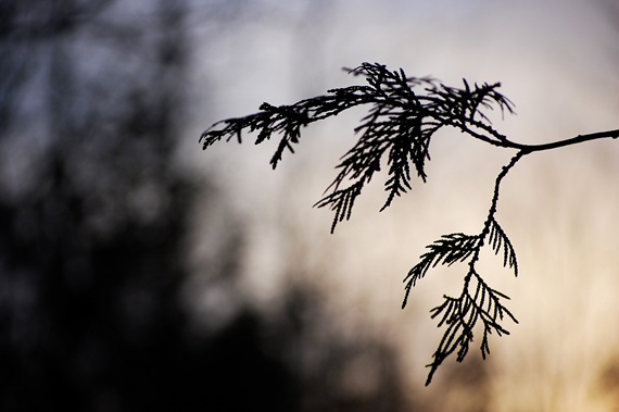 [Branchsilhouette42.jpg]