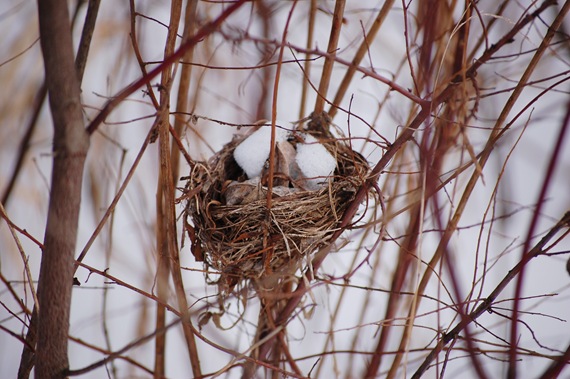 [Nest2.jpg]