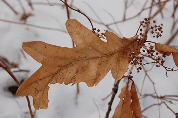 [oak leaf[2].jpg]