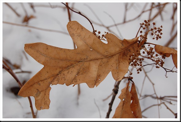 oak leaf