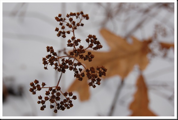oak leaf bokeh