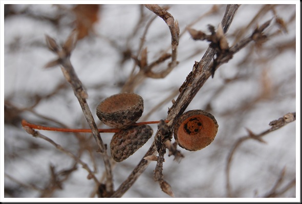 acorn caps
