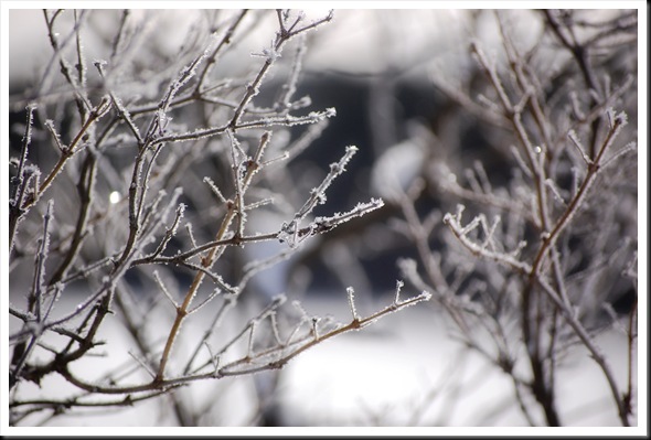 frostbranch