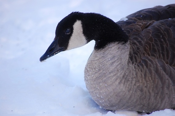 [snowgoose2.jpg]
