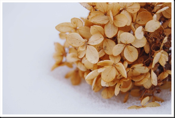 winter hydrangea puff