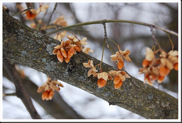 winter orange euonymus