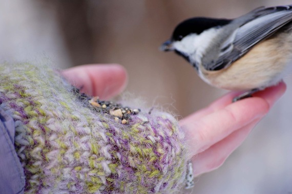 [chickadee hand[2].jpg]