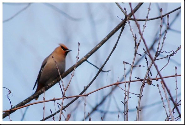 cedar waxwing