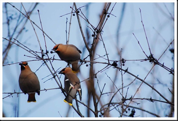 cedar waxwing drop