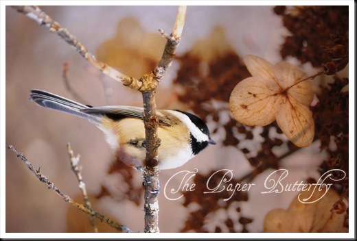 WINTER CHICKADEE HYDRANGEA 46 WM