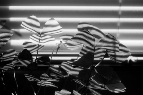 [soul of a houseplant[2].jpg]