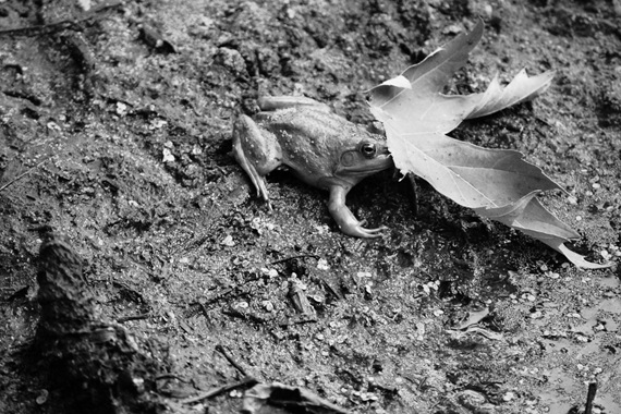 [frog behind a leaf[2].jpg]