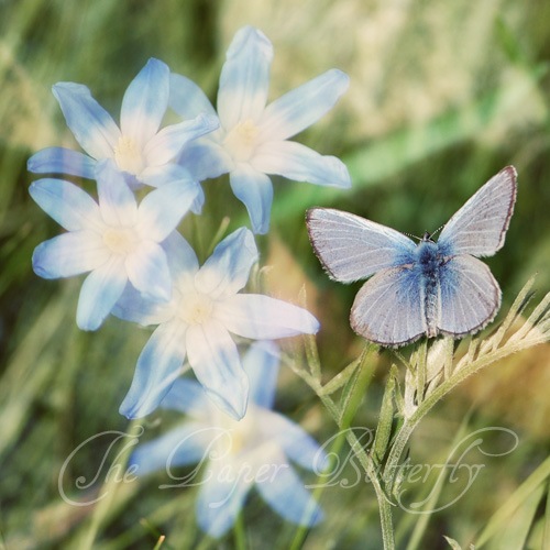 [Blue Butterfly Blue Flowers sq WM[2].jpg]