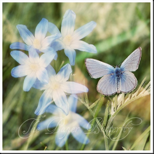 Blue Butterfly Blue Flowers sq WM