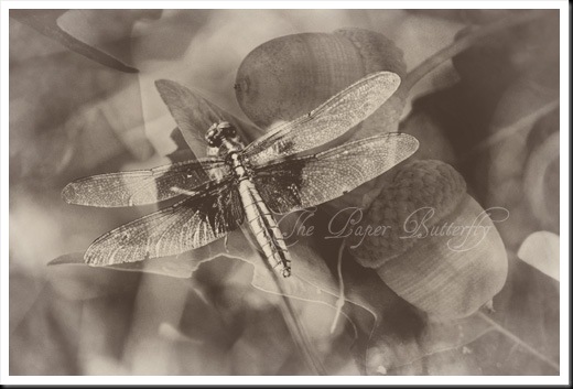 Dragonfly Acorn Old  46 WM