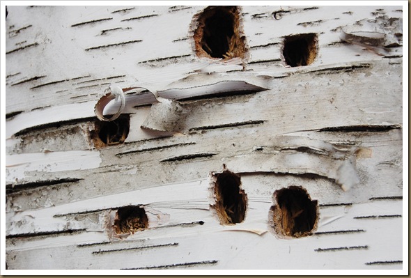Birch v