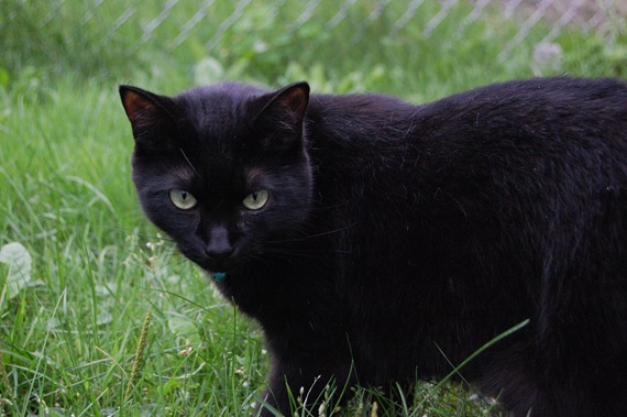 [cat[2].jpg]