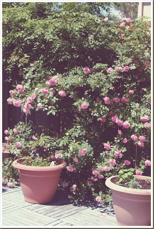 Rose garden copy