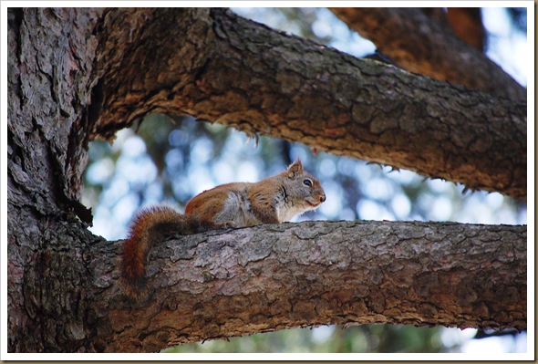 red squirrel