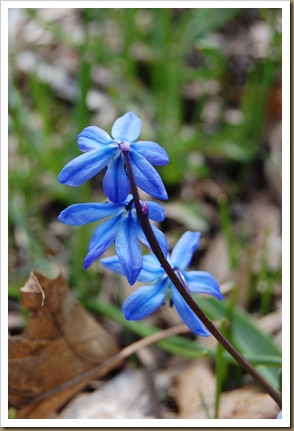 squill
