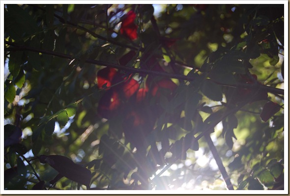 Sunlight and red leaves