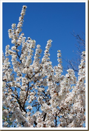 cherry blossom