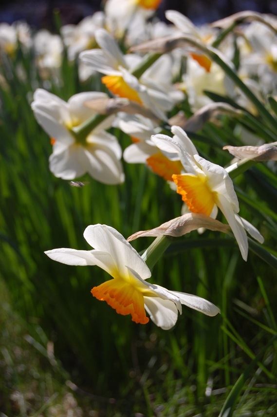 [daffodils down2[3].jpg]