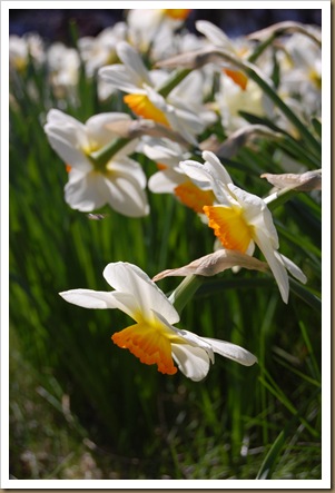 daffodils down2