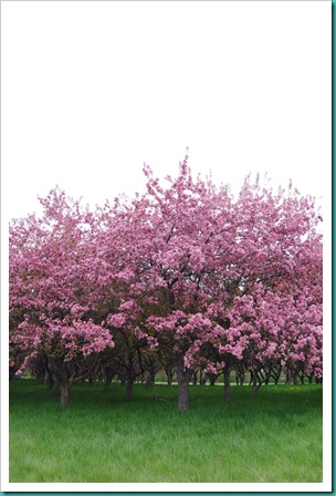 Apple Blossom Trees2