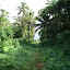 Treking through the middle of the island.