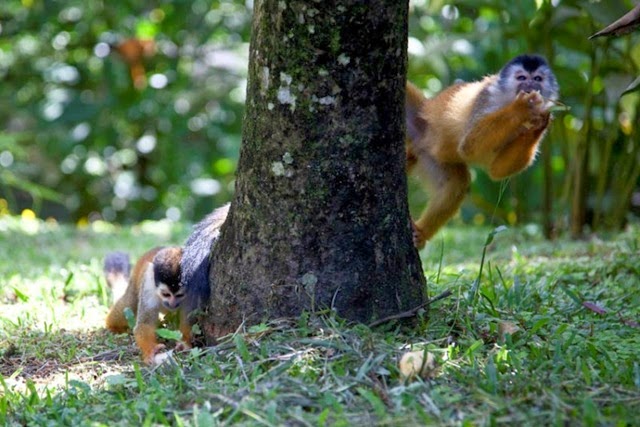 [Lightning Bolt Surfing Costa Rica 032[9].jpg]